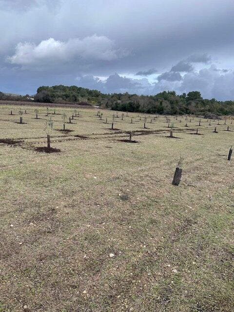  plantier 3 - Mas de Daulet